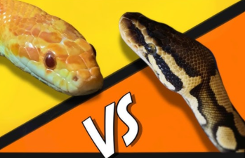 Corn Snakes vs Ball Pythons: Comparison